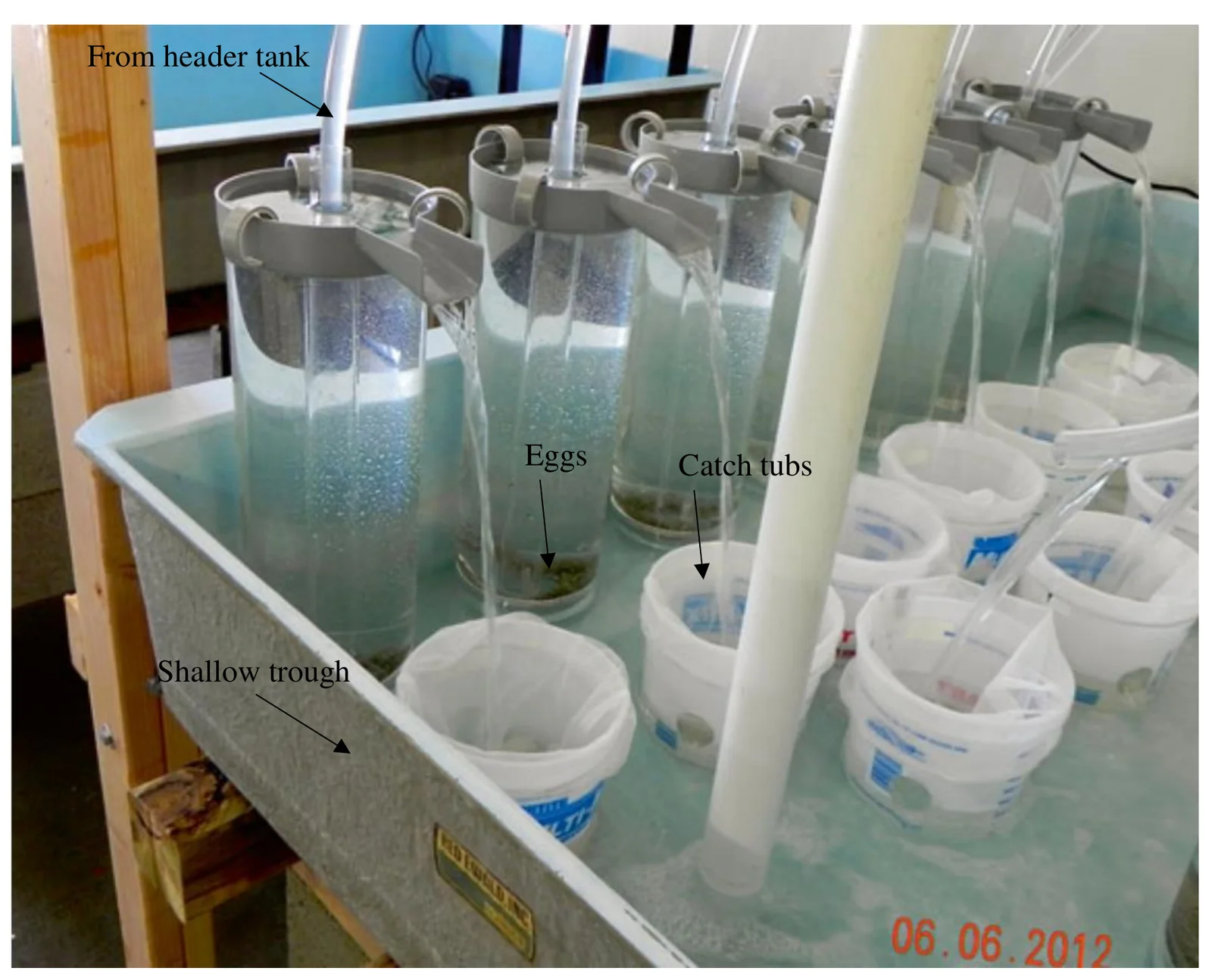 Photograph of a row of McDonald-type hatching jars in a shallow metal trough, each overflowing into a plastic catch tub.