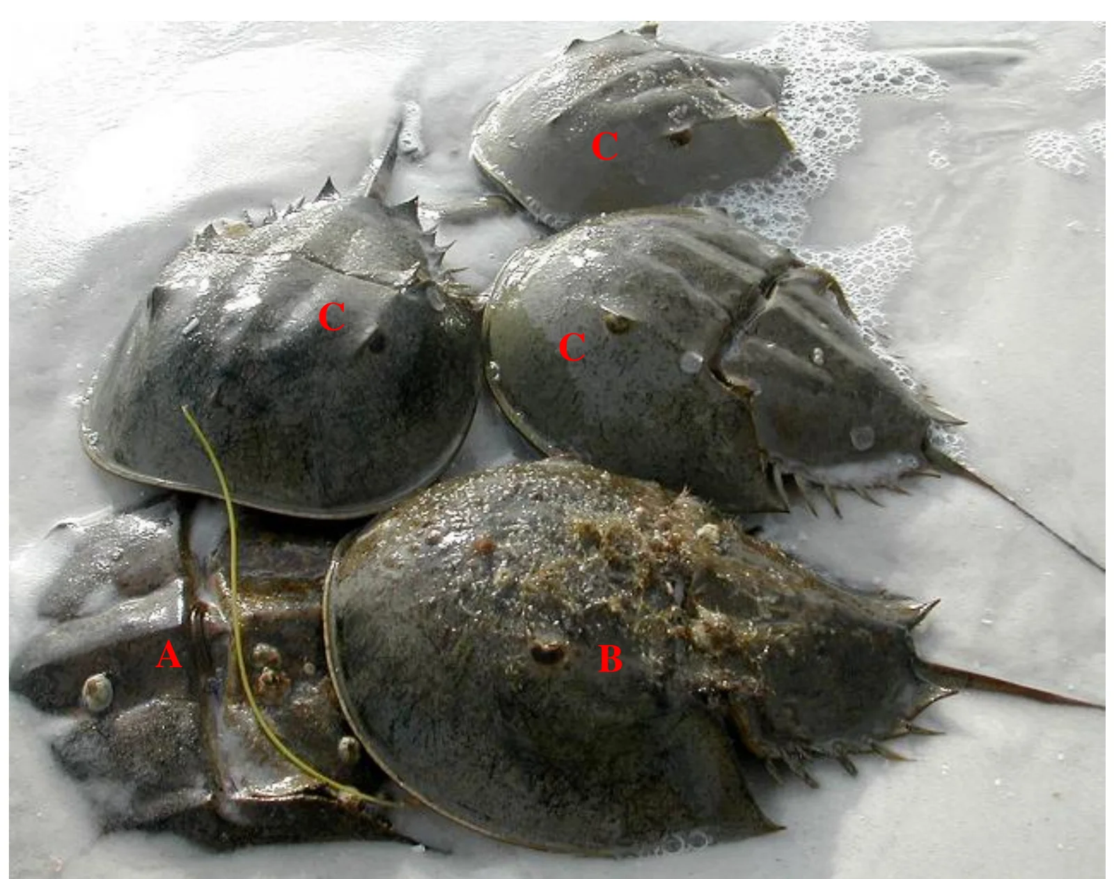 Photograph of horseshoe crabs in shallow water on wet sand: a female part-buried with an attached male, and several satellite males alongside.