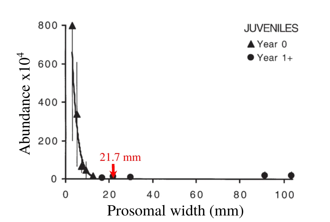 Chart of juvenile horseshoe crab abundance against prosomal width, declining exponentially with an inflection at 21.7 mm.