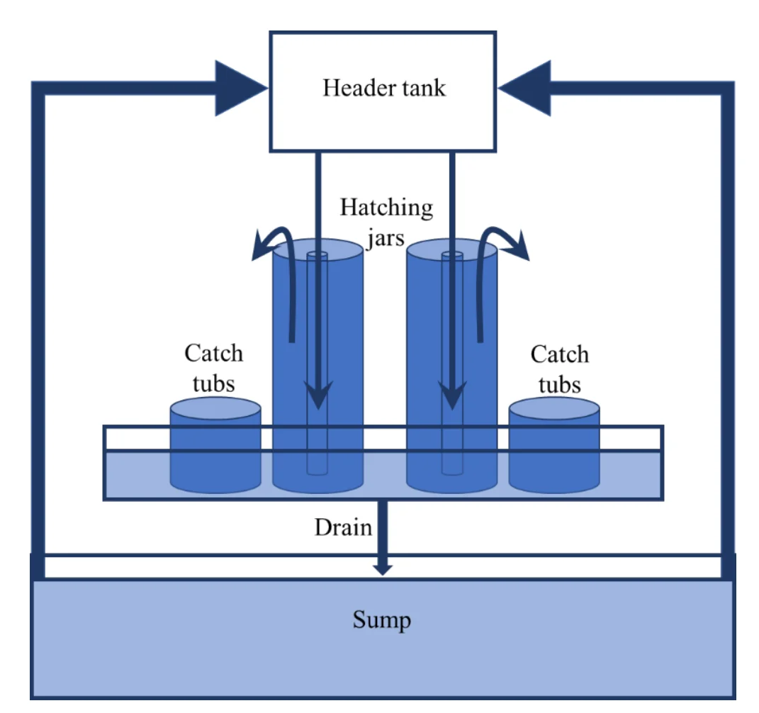 Schematic of the egg hatching system: a header tank feeding McDonald jars through silicone tubes, overflow passing to catch tubs in a shallow trough, and draining to the sump below.